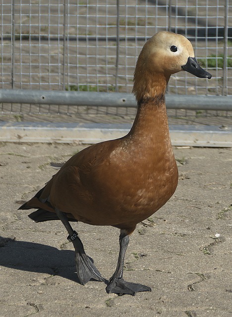 模仿